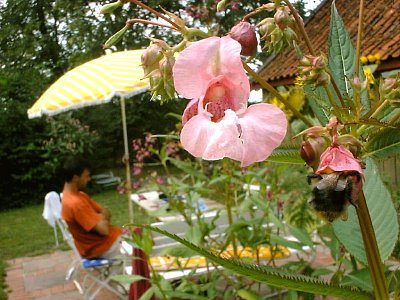 garden scene with impatiens and bumble bee