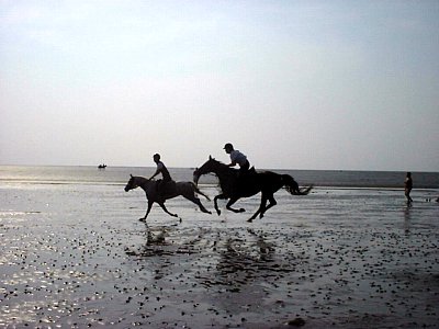 horses in the watt (tidal flat), cuxhaven